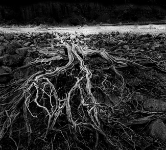 Death In The Desert Death In The Desert