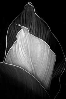 Contrasting Leaves Contrasting Leaves