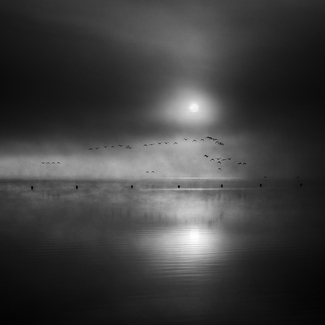 Wild Geese Morning Wild Geese Morning