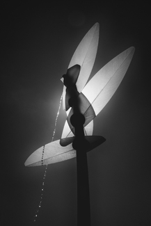 Petals of Light Petals of Light