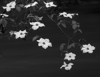 Blooming Dogwoods Blooming Dogwoods