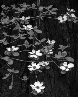 Blooming Dogwoods #2 Blooming Dogwoods #2