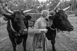 Oxen Whisperer Oxen Whisperer