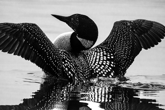 Common Loon Common Loon