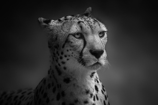 Majestic Majestic