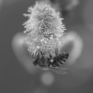 honey bee in early spring