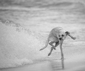 Canine Ballet Dancer Canine Ballet Dancer