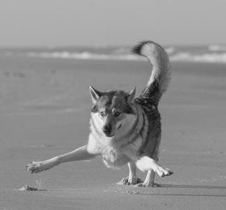 Dancing Wolfdog
