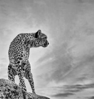 Cheetah Overlooking Hunting Grounds
