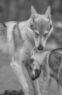 Wolfdog Sisters Wolfdog Sisters