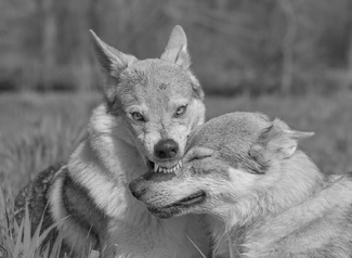 Snout Bite Snout Bite