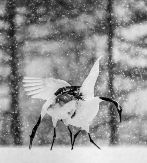 Snow dance of cranes