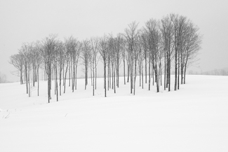 Stand of Maples at Mosher Hill