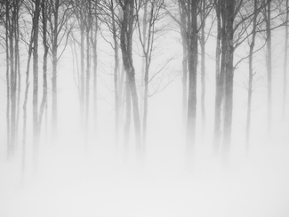 Ghost Maples in Snow Storm Ghost Maples in Snow Storm