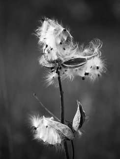 Milkweed, Maine, USA Milkweed, Maine, USA