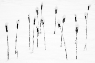 Fifteen Cattails in Snow - New Portland, Maine