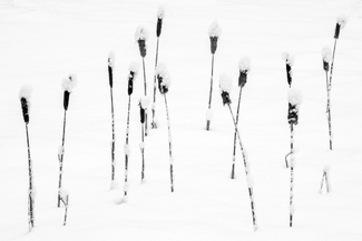Fifteen Cattails in Snow - New Portland, Maine Fifteen Cattails in Snow - New Portland, Maine