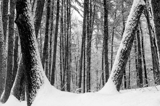 Tree Frame - New Portland, Maine Tree Frame - New Portland, Maine