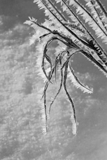 Frosty Grass - Wolfes Neck, Maine Frosty Grass - Wolfes Neck, Maine