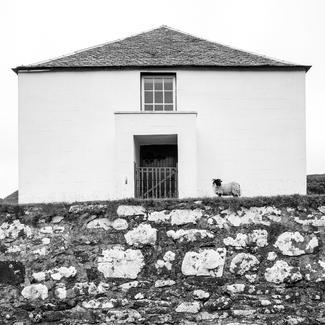 Sheep at Church, Isle of Colonsay, Scotland (STLsu30) Sheep at Church, Isle of Colonsay, Scotland (STLsu30)