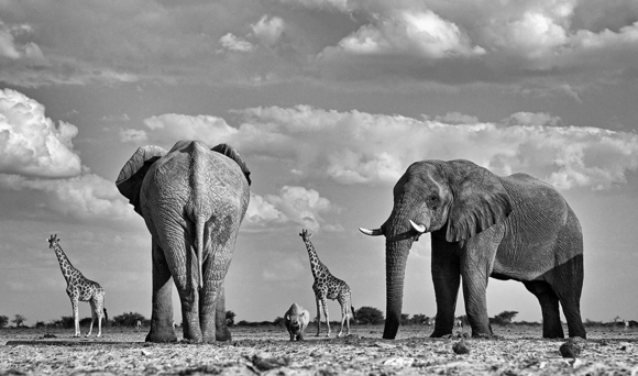 Elephants, giraffes and a rhino