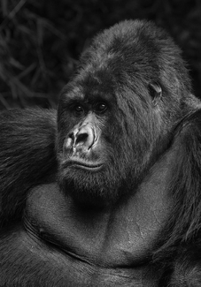 Silverback Silverback