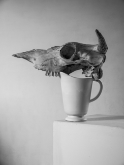 Cow skull and white pitcher.