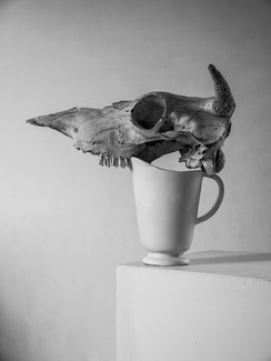 Cow skull and white pitcher.