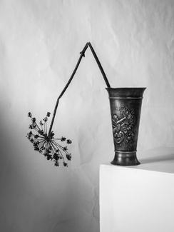 Dry flower in a vase of tin. Dry flower in a vase of tin.