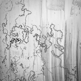 Snail tracks on the greenhouse. Snail tracks on the greenhouse.