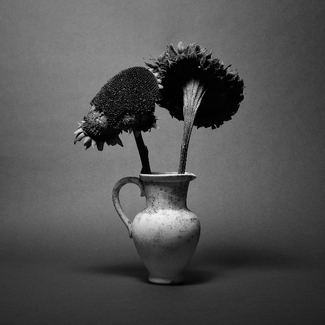 Sunflowers in a pitcher.