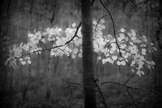 Glowing Leaves Glowing Leaves