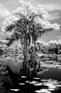 Silver Cypress Silver Cypress