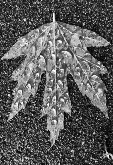 Water droplets & leaf