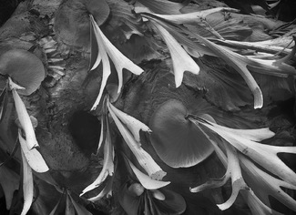 Staghorn on a fallen tree Staghorn on a fallen tree