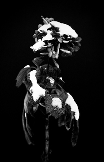 Winter's Bloom Winter's Bloom