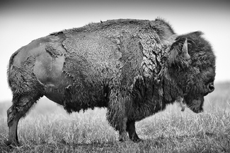 Bison Bull Bison Bull