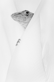 Curtain Call Mr. Leezard Curtain Call Mr. Leezard
