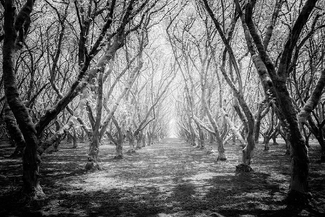 Singing to the Light Singing to the Light