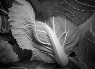 Cauliflower Being Born Cauliflower Being Born