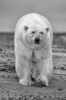 Polar Bear (2)