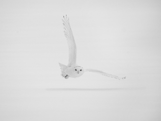 Hunting Male Snowy Owl Hunting Male Snowy Owl
