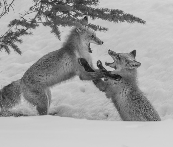 Sparring Red Foxes