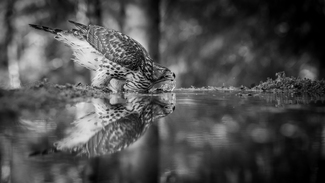 Drinking hawk Drinking hawk