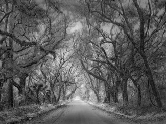 Tree tunnel 2 Tree tunnel 2