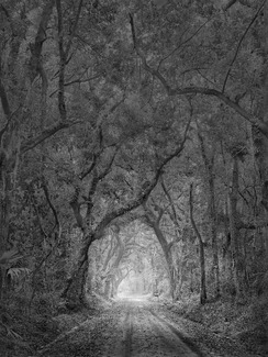 Tree tunnel 3 Tree tunnel 3