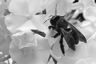 Bee in the Phlox