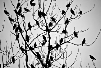 Blackbirds singin' in a tall oak tree