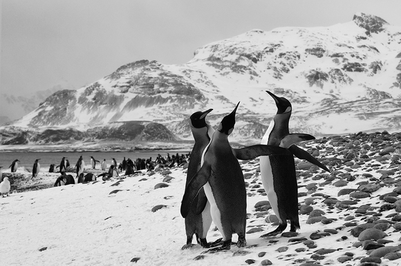 King Penguins on Island of South Georgia