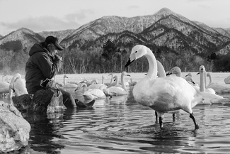 Flautist and the Whooper Swans Flautist and the Whooper Swans